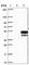 Uncharacterized protein C3orf54 antibody, HPA041879, Atlas Antibodies, Western Blot image 