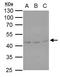 Serpin Family H Member 1 antibody, GTX103011, GeneTex, Western Blot image 