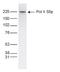 DNA-directed RNA polymerase II subunit RPB1 antibody, GTX60840, GeneTex, Western Blot image 