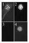 Cyclin-dependent kinase inhibitor 2A, isoform 3 antibody, NB200-174, Novus Biologicals, Immunocytochemistry image 