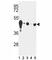 Enolase 2 antibody, F48201-0.4ML, NSJ Bioreagents, Western Blot image 