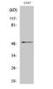 Fibroblast Growth Factor Receptor Substrate 3 antibody, STJ93158, St John