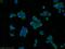 Synaptosome Associated Protein 25 antibody, 60159-1-Ig, Proteintech Group, Immunofluorescence image 
