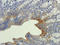 TBC1 domain family member 2A antibody, orb338753, Biorbyt, Immunohistochemistry paraffin image 