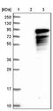 Methyl-CpG Binding Protein 2 antibody, NBP1-81028, Novus Biologicals, Western Blot image 