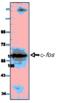 Fos Proto-Oncogene, AP-1 Transcription Factor Subunit antibody, MBS852899, MyBioSource, Western Blot image 