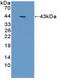 Actin Gamma 1 antibody, LS-C292605, Lifespan Biosciences, Western Blot image 