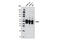 Serum/Glucocorticoid Regulated Kinase 1 antibody, 12103S, Cell Signaling Technology, Western Blot image 