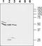 Glycine Receptor Alpha 1 antibody, TA328847, Origene, Western Blot image 