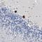 Transmembrane Protein 63C antibody, NBP1-90728, Novus Biologicals, Immunohistochemistry frozen image 