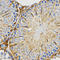Piwi Like RNA-Mediated Gene Silencing 4 antibody, LS-B14886, Lifespan Biosciences, Immunohistochemistry frozen image 