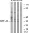 Olfactory Receptor Family 51 Subfamily A Member 4 antibody, GTX87599, GeneTex, Western Blot image 