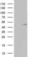 TIMELESS-interacting protein antibody, MA5-26571, Invitrogen Antibodies, Western Blot image 