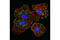 Integrin Subunit Beta 5 antibody, 3629T, Cell Signaling Technology, Immunofluorescence image 