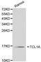 T Cell Leukemia/Lymphoma 1A antibody, A03713, Boster Biological Technology, Western Blot image 