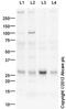 Interleukin 37 antibody, ab116282, Abcam, Western Blot image 