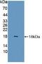 Fatty Acid Binding Protein 6 antibody, MBS2028320, MyBioSource, Western Blot image 