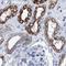 Meckel syndrome type 1 protein antibody, NBP1-88691, Novus Biologicals, Immunohistochemistry paraffin image 