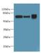 Svct1 antibody, A60934-100, Epigentek, Western Blot image 