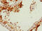 Deleted In Azoospermia 2 antibody, LS-C675619, Lifespan Biosciences, Immunohistochemistry paraffin image 