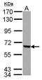 Fem-1 Homolog C antibody, PA5-31869, Invitrogen Antibodies, Western Blot image 