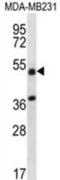 Tripartite Motif Containing 10 antibody, abx026964, Abbexa, Western Blot image 