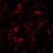 Rat CD152 antibody, LS-C669071, Lifespan Biosciences, Immunofluorescence image 
