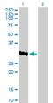 Ankyrin Repeat And SOCS Box Containing 8 antibody, H00140461-B01P, Novus Biologicals, Western Blot image 