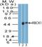 RanBP-type and C3HC4-type zinc finger-containing protein 1 antibody, PA5-73012, Invitrogen Antibodies, Western Blot image 