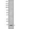 SH3 Domain Binding Glutamate Rich Protein Like 2 antibody, PA5-68328, Invitrogen Antibodies, Western Blot image 