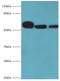 Nicotinamide Phosphoribosyltransferase antibody, MBS1496755, MyBioSource, Western Blot image 