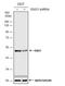 Enolase 1 antibody, NBP1-31324, Novus Biologicals, Western Blot image 