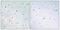 SRY-Box 12 antibody, A11606, Boster Biological Technology, Immunohistochemistry frozen image 