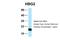 Hemoglobin Subunit Gamma 2 antibody, NBP1-98291, Novus Biologicals, Western Blot image 