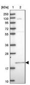 Angiotensin II Receptor Associated Protein antibody, NBP1-91654, Novus Biologicals, Immunohistochemistry frozen image 