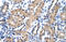Ribonucleic Acid Export 1 antibody, orb330109, Biorbyt, Immunohistochemistry paraffin image 