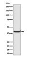Exo/Endonuclease G antibody, M10155, Boster Biological Technology, Western Blot image 