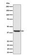 Nuclease EXOG, mitochondrial antibody, M10155, Boster Biological Technology, Western Blot image 