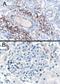 SH3 Domain Binding Protein 1 antibody, 46-367, ProSci, Western Blot image 