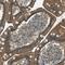 Syndecan 3 antibody, NBP1-82522, Novus Biologicals, Immunohistochemistry paraffin image 