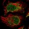 CREB/ATF BZIP Transcription Factor antibody, HPA063652, Atlas Antibodies, Immunofluorescence image 