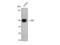Serum Response Factor antibody, STJ95779, St John