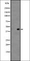 G Protein-Coupled Receptor 45 antibody, orb335558, Biorbyt, Western Blot image 