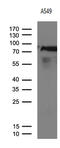 Ribonucleotide Reductase Catalytic Subunit M1 antibody, M01764-1, Boster Biological Technology, Western Blot image 