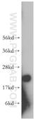 TAGLN2 antibody, 10234-2-AP, Proteintech Group, Western Blot image 