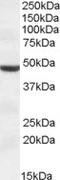 Transmembrane Serine Protease 4 antibody, EB08298, Everest Biotech, Western Blot image 