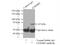 CNKSR Family Member 3 antibody, 14084-1-AP, Proteintech Group, Immunoprecipitation image 