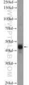 CD209 Molecule antibody, 25404-1-AP, Proteintech Group, Western Blot image 