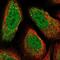 Actin Related Protein T3 antibody, PA5-57410, Invitrogen Antibodies, Immunofluorescence image 