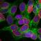 Calreticulin antibody, NBP2-50053, Novus Biologicals, Immunofluorescence image 